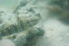 Amblygobius phalaena