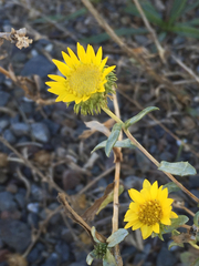 Grindelia camporum