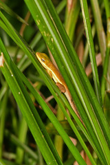 Anolis krugi