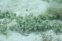 Caulerpa