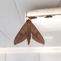 Xylophanes anubus