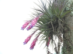 Tillandsia stricta