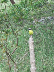 Myiozetetes cayanensis