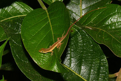 Anolis krugi