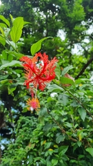 Hibiscus schizopetalus