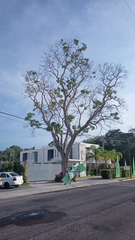 Roseodendron donnell-smithii