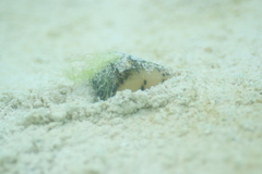Conus pulicarius
