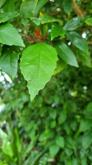 Hibiscus schizopetalus