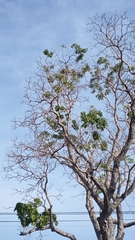 Roseodendron donnell-smithii