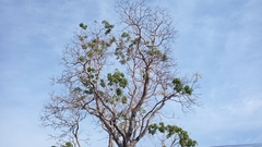 Roseodendron donnell-smithii