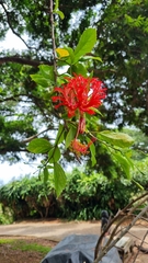 Hibiscus schizopetalus