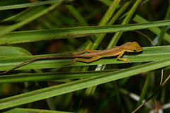 Anolis krugi