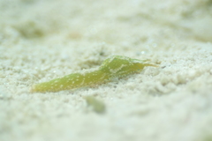 Oxynoe viridis