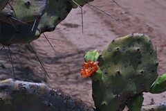 Opuntia quimilo
