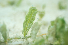 Caulerpa