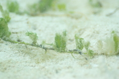 Caulerpa