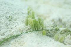 Caulerpa