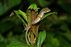 Anolis krugi