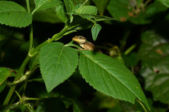 Anolis krugi