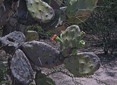 Opuntia quimilo