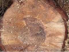 Pinus elliottii densa