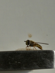 Ischiodon aegyptius