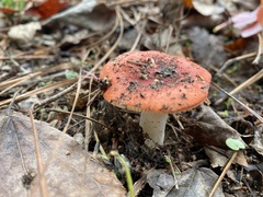 Russula rhodocephala