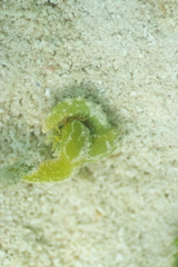 Oxynoe viridis