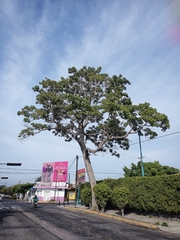 Roseodendron donnell-smithii
