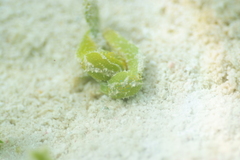 Oxynoe viridis