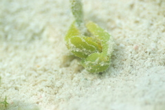 Oxynoe viridis