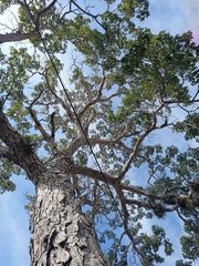 Roseodendron donnell-smithii