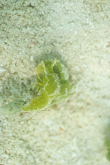 Oxynoe viridis