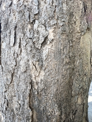 Roseodendron donnell-smithii