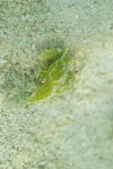 Oxynoe viridis