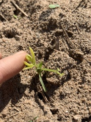 Cleome viscosa