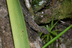 Anolis stratulus