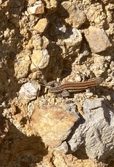 Gallotia caesaris gomerae
