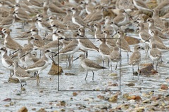 Calidris ferruginea