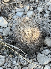 Coryphantha echinus