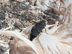 Thanatophilus lapponicus