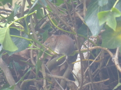 Clethrionomys glareolus