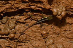 Anolis krugi