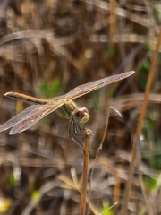 Sympetrum fonscolombii