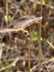 Sympetrum fonscolombii