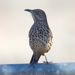 Toxostoma cinereum