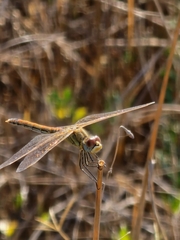 Sympetrum fonscolombii