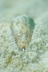 Conus pulicarius