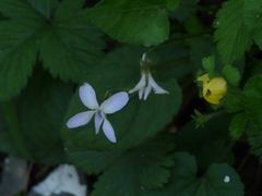 Viola canescens