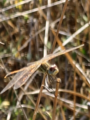 Sympetrum fonscolombii